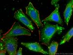 FGL1 Antibody in Immunocytochemistry (ICC/IF)