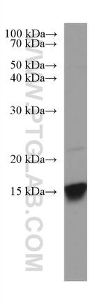 GRIM19 Antibody in Western Blot (WB)
