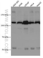 TAOK3 Antibody in Western Blot (WB)