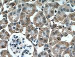 Arfaptin-1 Antibody in Immunohistochemistry (Paraffin) (IHC (P))