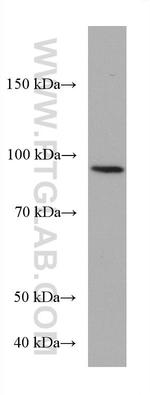 ZNF746 Antibody in Western Blot (WB)