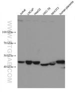 C20orf3/APMAP Antibody in Western Blot (WB)