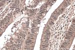 RBM15B Antibody in Immunohistochemistry (Paraffin) (IHC (P))