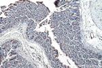 RBM15B Antibody in Immunohistochemistry (Paraffin) (IHC (P))