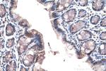 RBM15B Antibody in Immunohistochemistry (Paraffin) (IHC (P))