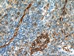 CD63 Antibody in Immunohistochemistry (Paraffin) (IHC (P))