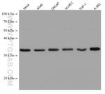 CD63 Antibody in Western Blot (WB)