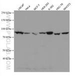 PI3 Kinase p85 Beta Antibody in Western Blot (WB)