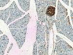 Ins1 Antibody in Immunohistochemistry (Paraffin) (IHC (P))