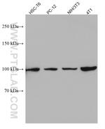 ALIX/AIP1 Antibody in Western Blot (WB)