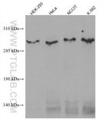 CEP290 Antibody in Western Blot (WB)