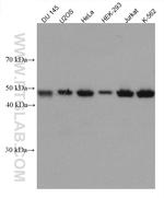 Cyclin B2 Antibody in Western Blot (WB)