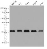 ING4 Antibody in Western Blot (WB)