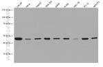 citrate synthase Antibody in Western Blot (WB)