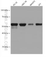 PKMYT1 Antibody in Western Blot (WB)