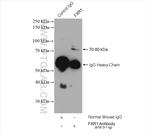 FXR1 Antibody in Immunoprecipitation (IP)