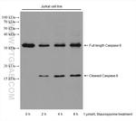 Caspase 6 Antibody in Western Blot (WB)