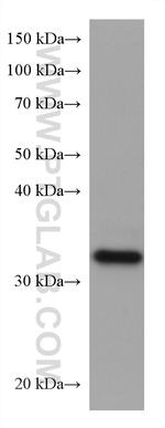 ELAVL4 Antibody in Western Blot (WB)