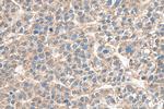 VAPA Antibody in Immunohistochemistry (Paraffin) (IHC (P))