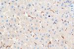 FcRn Antibody in Immunohistochemistry (Paraffin) (IHC (P))