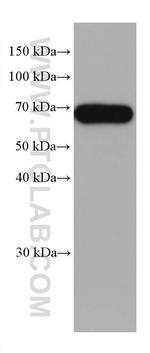 MFSD2 Antibody in Western Blot (WB)