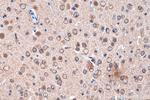 CRMP1 Antibody in Immunohistochemistry (Paraffin) (IHC (P))