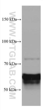 CRMP1 Antibody in Western Blot (WB)