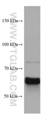 CRMP1 Antibody in Western Blot (WB)