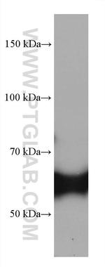 CRMP1 Antibody in Western Blot (WB)