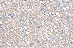 GNAO1 Antibody in Immunohistochemistry (Paraffin) (IHC (P))