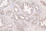 CISD1 Antibody in Immunohistochemistry (Paraffin) (IHC (P))