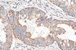 CISD1 Antibody in Immunohistochemistry (Paraffin) (IHC (P))