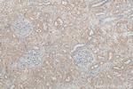 NLRP3 Antibody in Immunohistochemistry (Paraffin) (IHC (P))