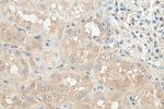 NLRP3 Antibody in Immunohistochemistry (Paraffin) (IHC (P))