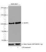 NLRP3 Antibody in Western Blot (WB)