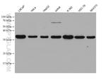 PGAM5 Antibody in Western Blot (WB)