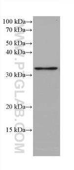 PGAM5 Antibody in Western Blot (WB)
