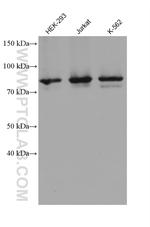 HBS1L Antibody in Western Blot (WB)