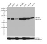 HMGB2 Antibody in Western Blot (WB)