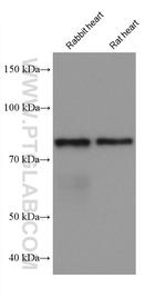 APPL1 Antibody in Western Blot (WB)