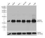 C6orf108 Antibody in Western Blot (WB)