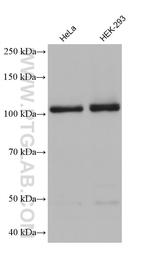 LRRC8C Antibody in Western Blot (WB)