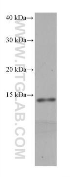 NDUFS6 Antibody in Western Blot (WB)