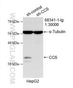 CCS Antibody in Western Blot (WB)