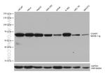 COASY Antibody in Western Blot (WB)