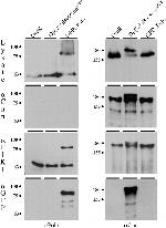 Phospho-PLK1 (Thr210) Antibody in Immunoprecipitation (IP)