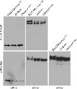 Phospho-PLK1 (Thr210) Antibody in Immunoprecipitation (IP)