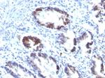 Transgelin (SM22-alpha) Antibody in Immunohistochemistry (Paraffin) (IHC (P))