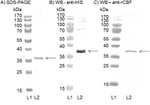 6x-His Tag Antibody in Western Blot (WB)