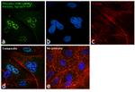 Phospho-ERK1/ERK2 (Thr185, Tyr187) Antibody in Immunocytochemistry (ICC/IF)